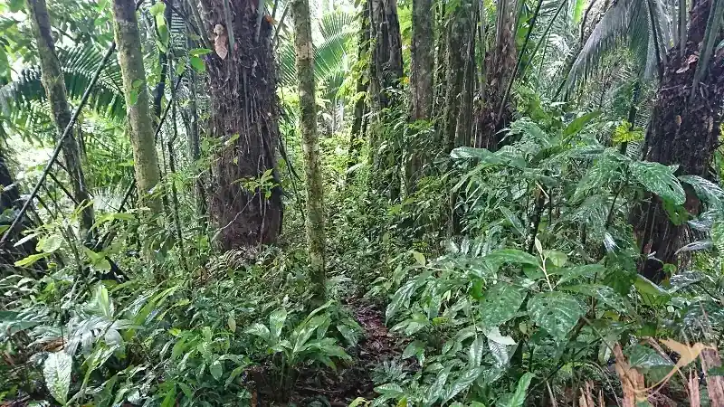 view through the rainforest