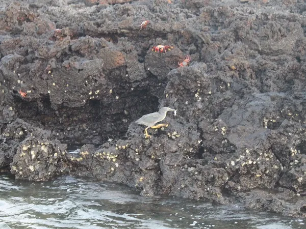 shore bird on the rocks of Black turtle Cove