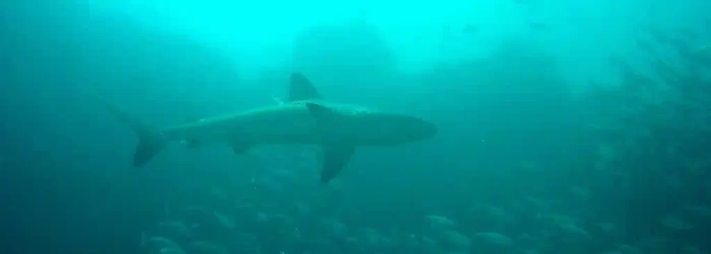 Galapagos shark ocean