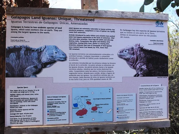 información sobre iguanas terrestres en la estación Charles Darwin
