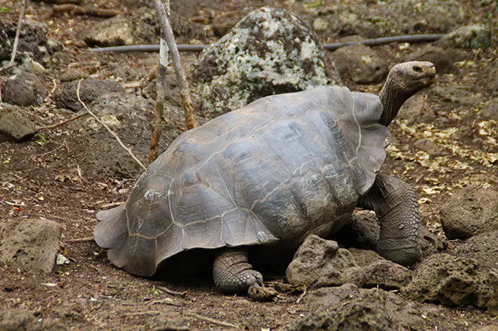 Tortuga en la isla de Galápagos San Cristóbal