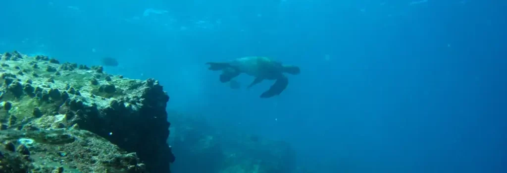 turtle swimming under water at the Galapagos Islands