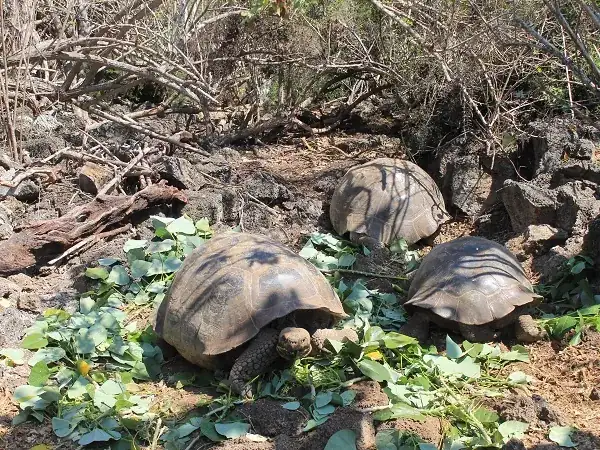 tortugas en la Estación Charles Darwin