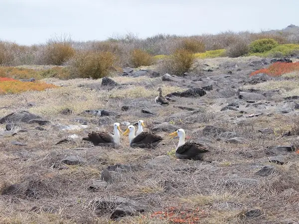 Albatros en la vegetación de Punta Suárez