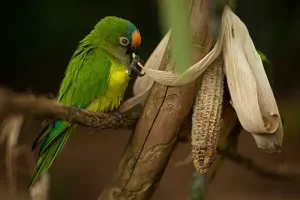 green bird eating