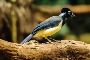 A bird in the Amazon