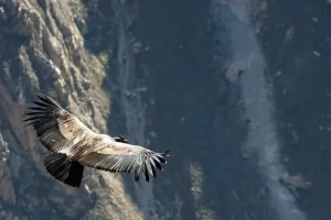 Andean Condor near papallacta