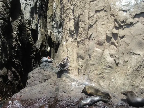 marine faune at the rocks of Kicker Rock