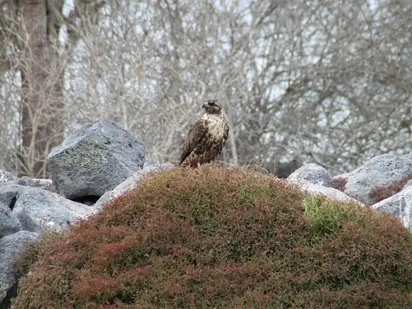 Galapagos Hawk on Santa Fe Island