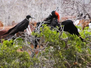 Fragatas en los árboles de la isla Seymour Norte