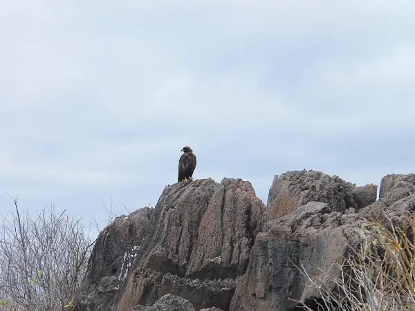 Galapagos-isla-Espaniola