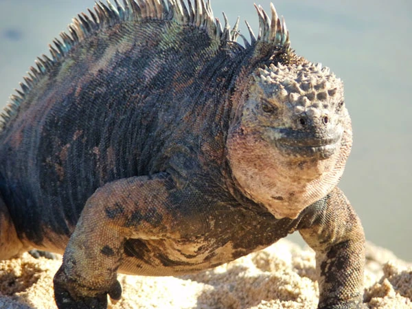 Galapagos marine iguana on Floreana Island