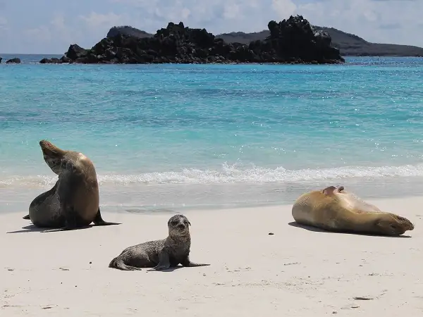 playa de arena blanca de Gardner Bay en la isla Española
