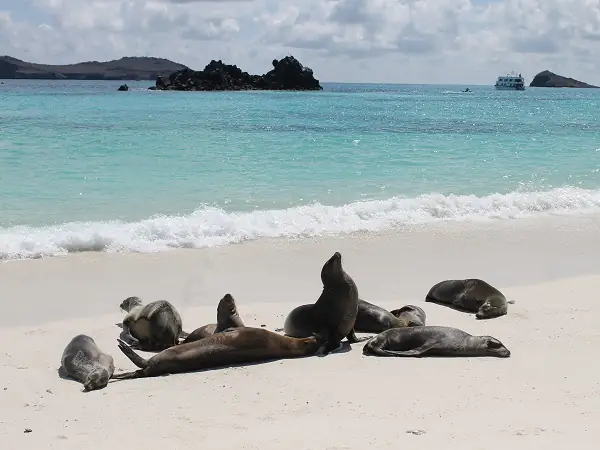 Bahía Gardner con leones marinos