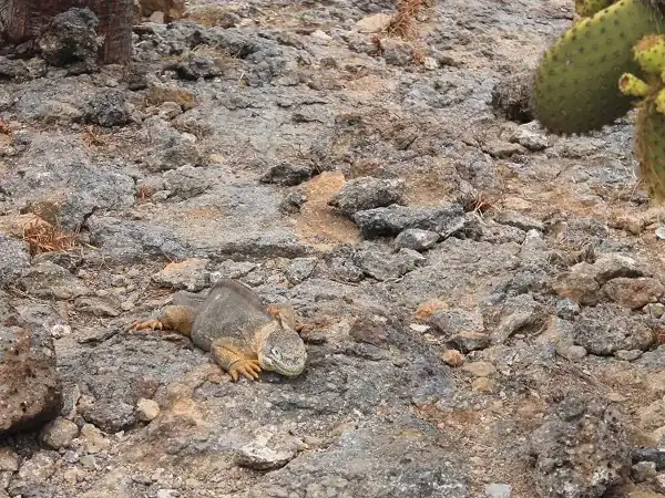 land iguana on South Plaza island