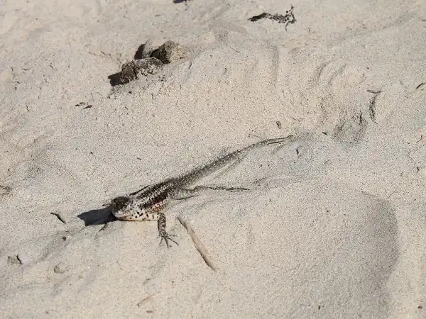 lava lizard on the white sandy beach of Santa Fe island