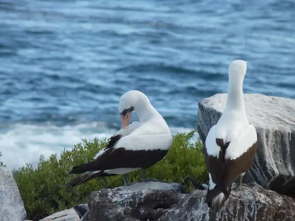 Nazca boobies on Española Island