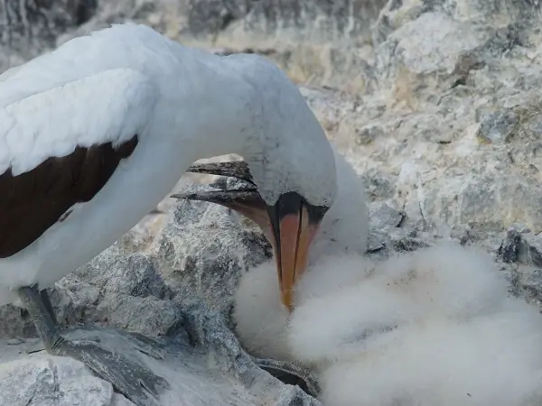 Nazca booby family on Española Island