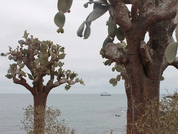 opuntia at the coast of Santa Fe island