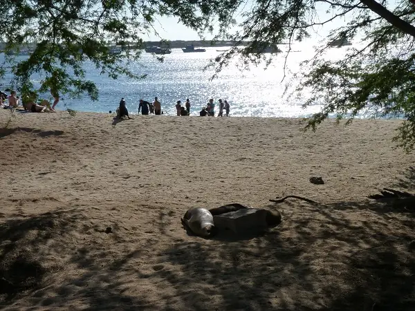 playa mann on San Cristobal