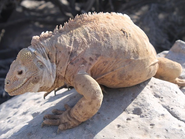 Druse head iguana on Santa Fe island
