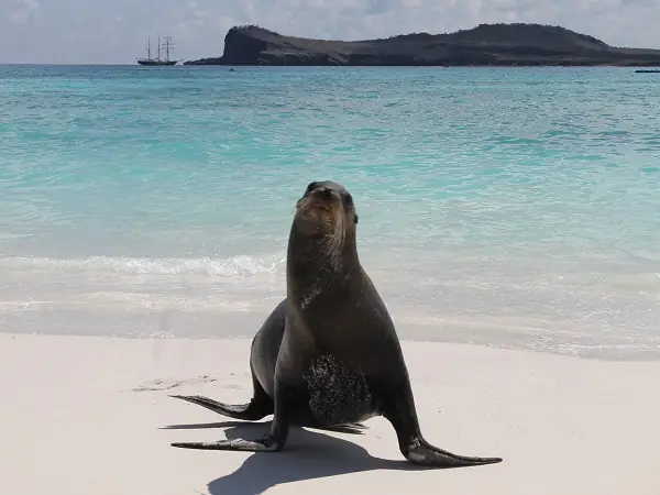león marino paseando por la playa de Gardner Bay