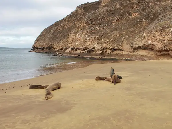 beach of Pitt Point on San Cristobal island with sea lions