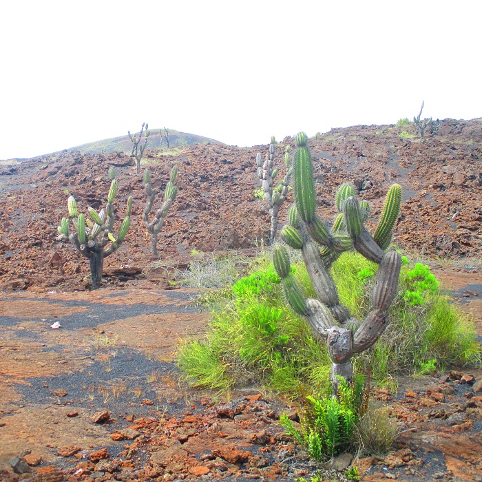 characteristical volcanic landscape on Isabela Island