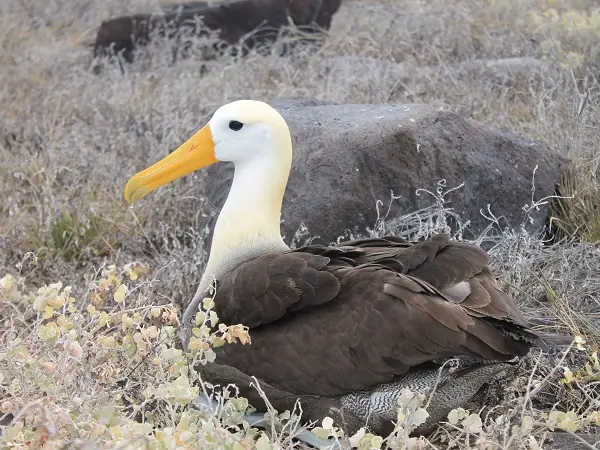 Albatros adulto en la vegetación de la isla Española