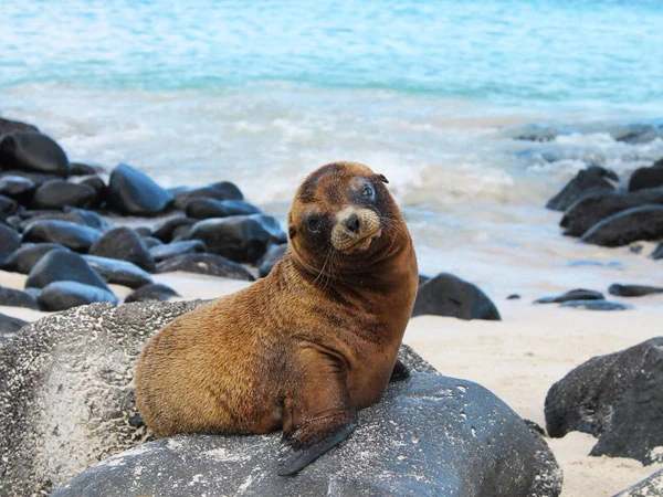 león marino bebé en la playa de la isla Española