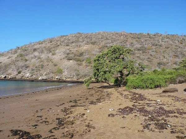beach at Cormorant Point on Floreana Island