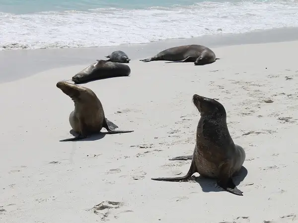 Playa de Gardner Bay con leones marinos