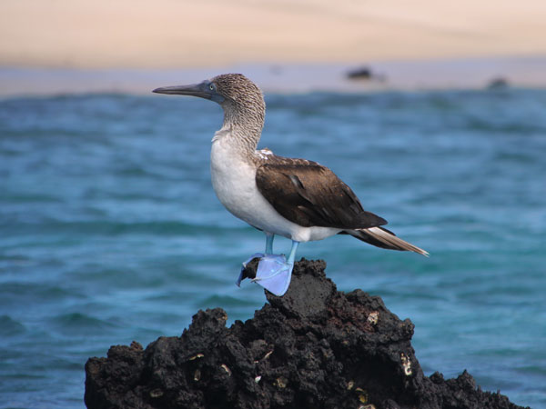 blue footed boobies can be spotted everywhere on Galapagos