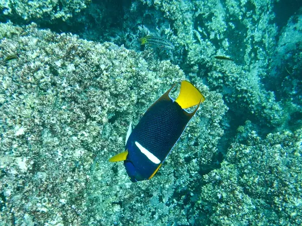 colorful fish in the Pacific Ocean at Galapagos