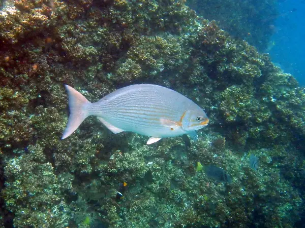 while diving at the Galapagos you can spot many different species of fish