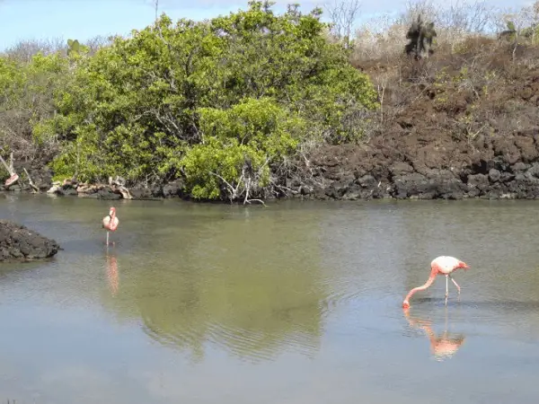 flamingos on a lagoon on Rabida island