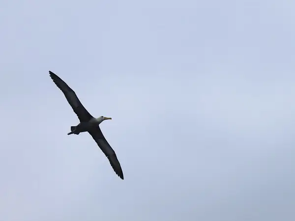 Albatros-voladores