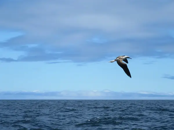flying booby near the rock formation Kicker Rock