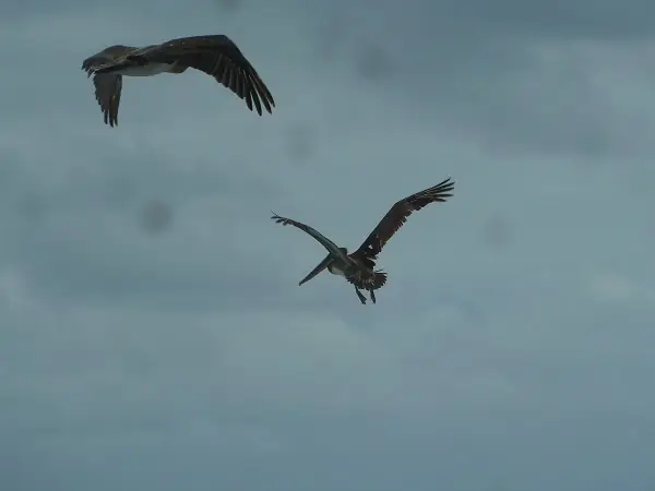 flying Pelicans at Fernandina Island