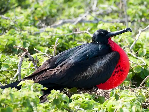 frigate birds are common to see at Tijeretas Hill