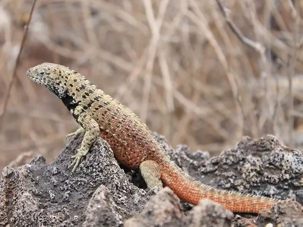 land iguana on Española Island