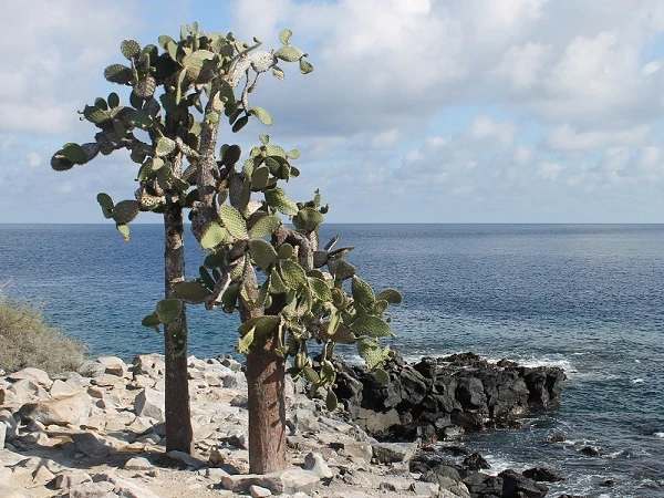 opuntia cacti on Santa Fe Island