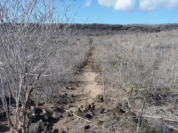 hiking path on Santa Fe Island