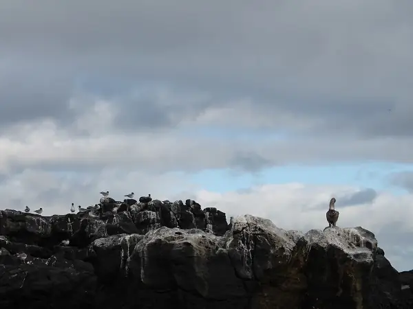 birds on rocks at Pitt Point