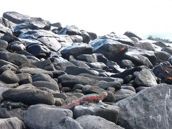 cangrejos e iguana en las rocas de la Isla Española