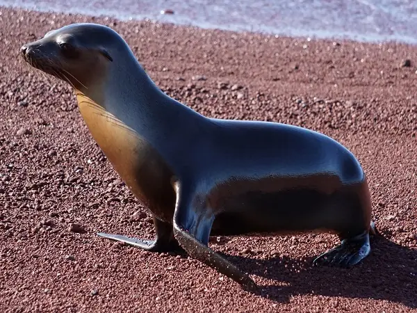 sea lion on the red beach of Rabida island