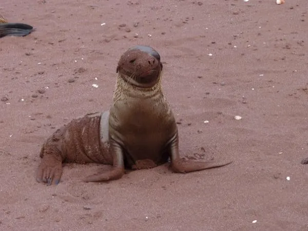 young sea lion at the red sand beach of Rabida Island