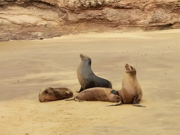 sea lions at the beach of Pitt Point on San Cristobal