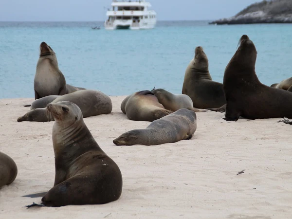 sea lions at the beach of Santa Fe with boat in the background