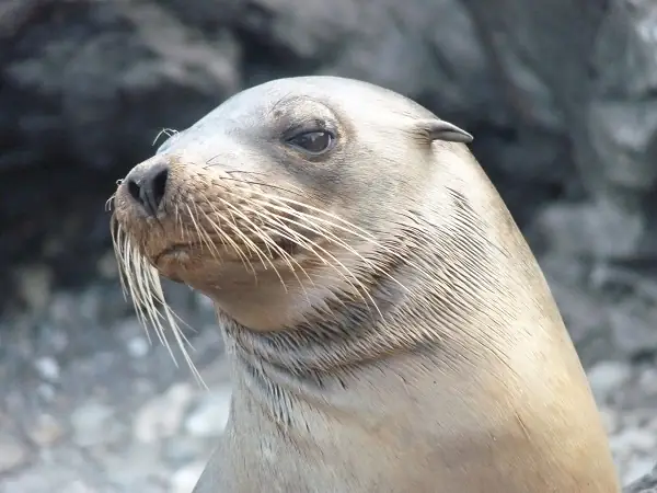 leon-marino-isla-espanola-galapagos